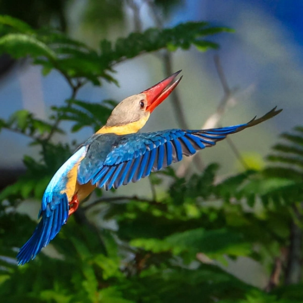 Beautiful Bird Khao Yai Nationalpark